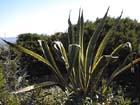 Agave
